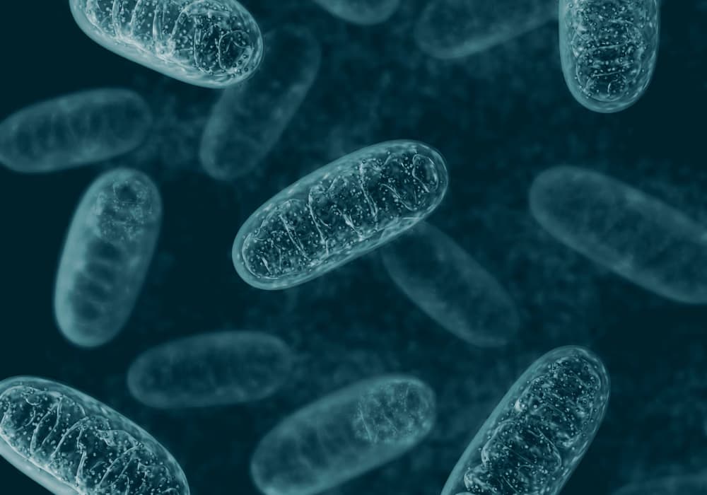 Mitochondrial Function